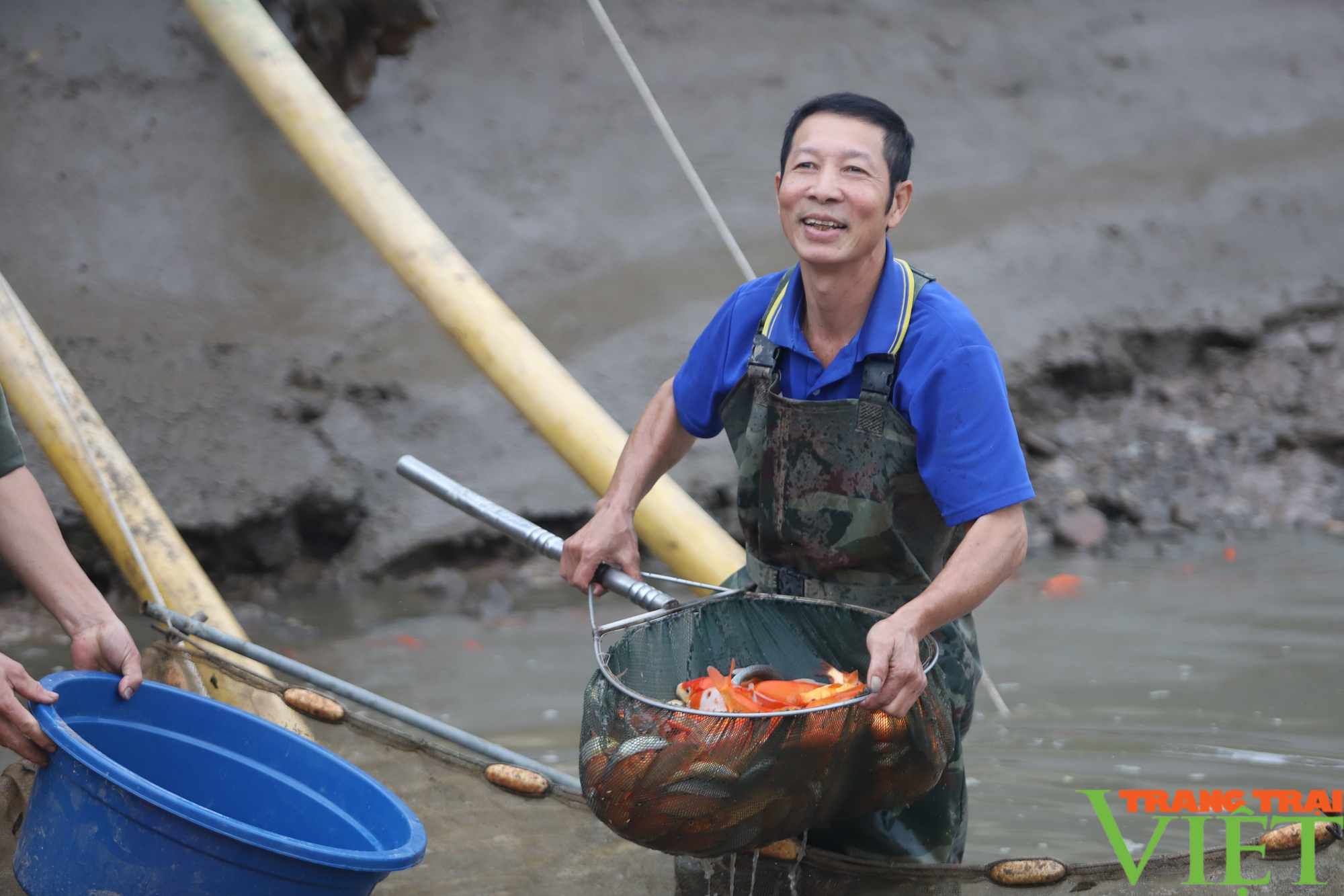 Về làng nghề nuôi cá chép đỏ ở Phú Thọ những ngày cận Tết - Ảnh 1.