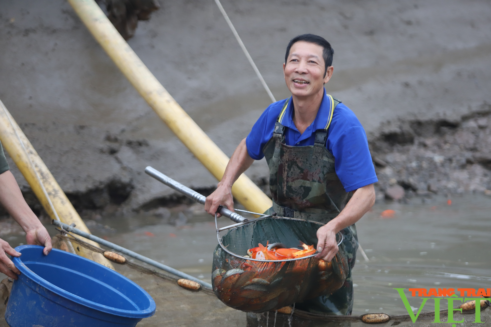 Nuôi loài cá có màu đỏ lạ, cuối năm thương lái khắp nơi đổ về thu mua, người dân làng này lãi to