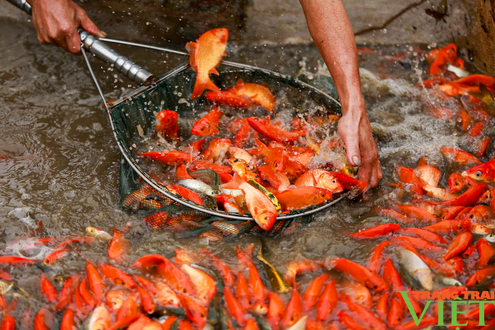 Về làng nghề nuôi cá chép đỏ ở Phú Thọ những ngày cận Tết - Ảnh 3.