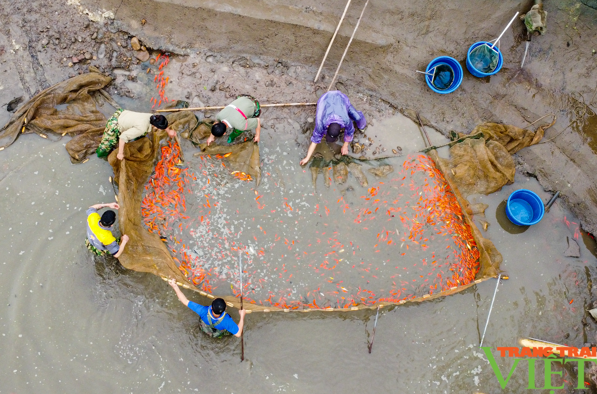 Về làng nghề nuôi cá chép đỏ ở Phú Thọ những ngày cận Tết - Ảnh 4.