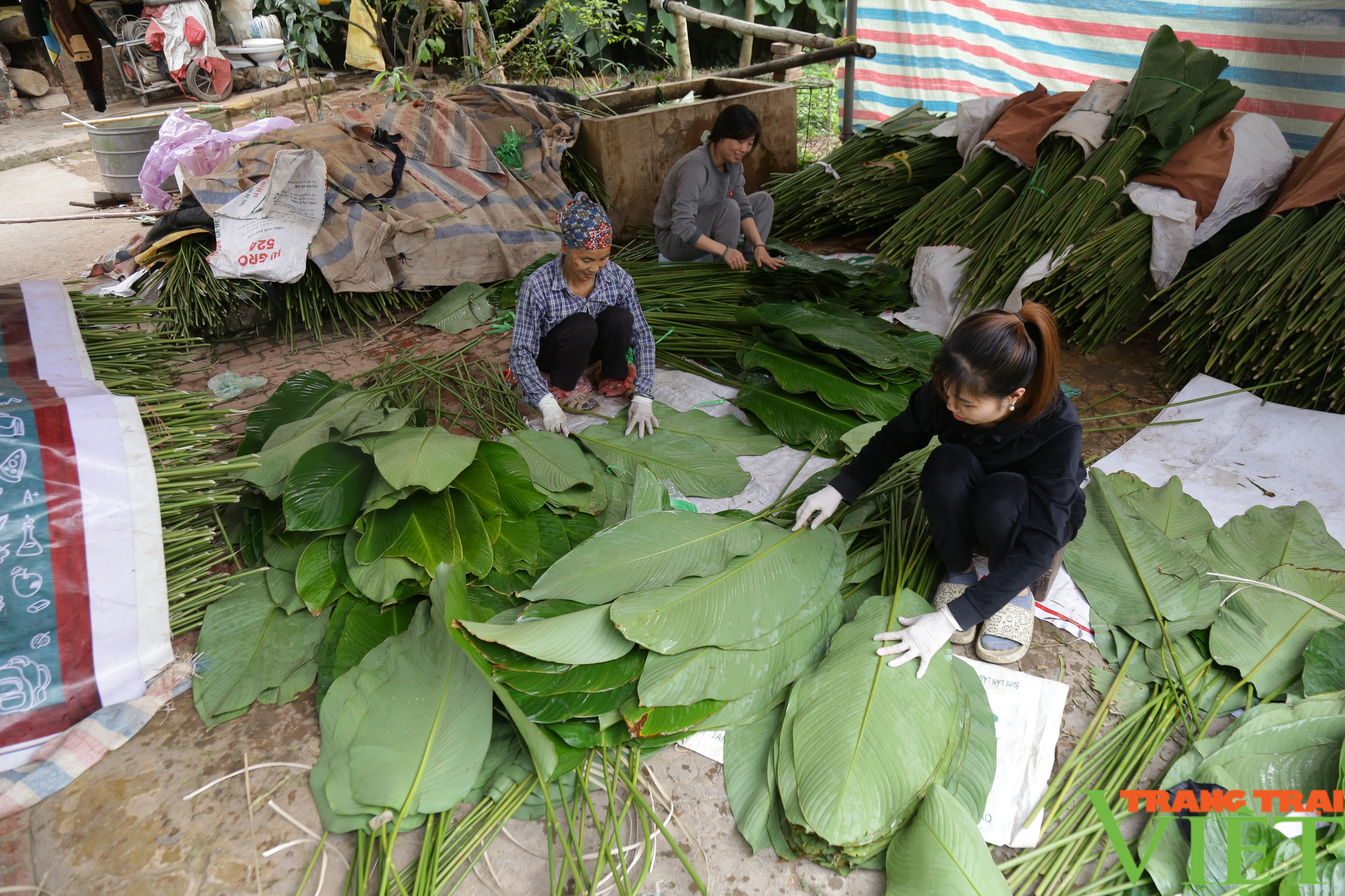 Ngôi làng cổ 400 năm trồng lá dong ở Hà Nội, người dân chỉ việc "hái lá đếm tiền"