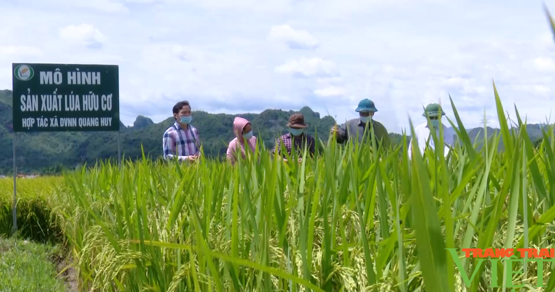 Điểm sáng nông nghiệp Phù Yên:  Phát triển nông nghiệp ứng dụng công nghệ cao gắn với nông nghiệp hữu cơ - Ảnh 3.