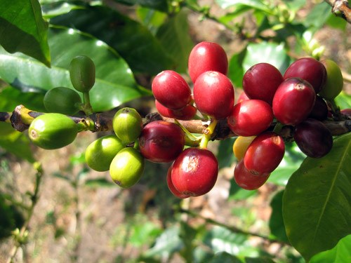 Giá cà phê hai sàn đứng vững, cà phê nội tăng hơn 1.000 đồng/kg tuần qua - Ảnh 4.