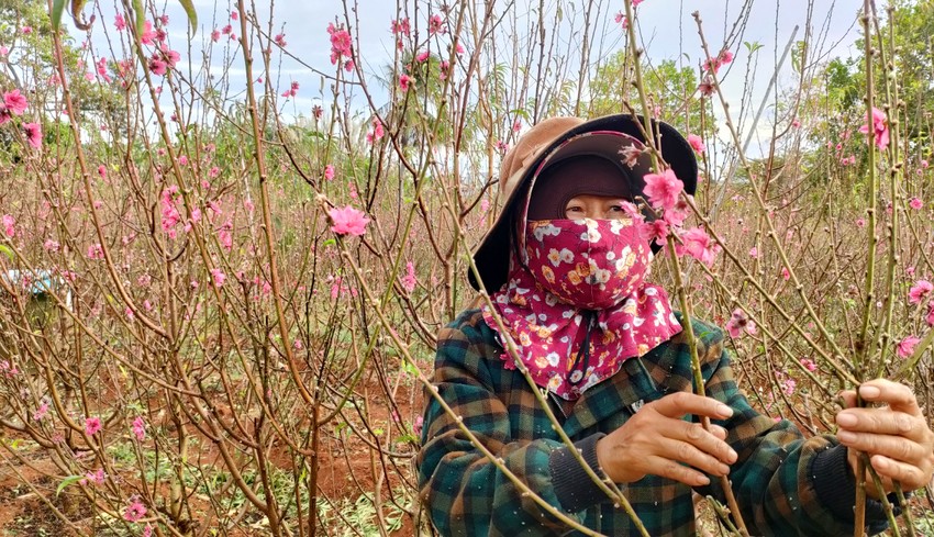 5 loại hoa cắm bàn thờ Tết Nguyên đán 2023 hút tài lộc, may mắn - Ảnh 1.