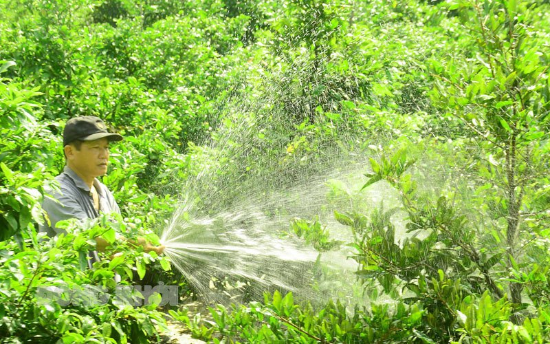 Nơi này của Bến Tre nông dân rủ nhau trồng mai vàng, chuyện mỗi năm thu đôi ba tỷ là thường