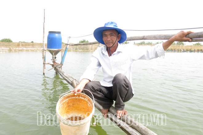 Cứ nuôi hai vụ tôm, nông dân Sóc Trăng lại nuôi chèn một vụ cá dứa, cá kèo, nhà nào cũng vui vì lãi đậm - Ảnh 2.