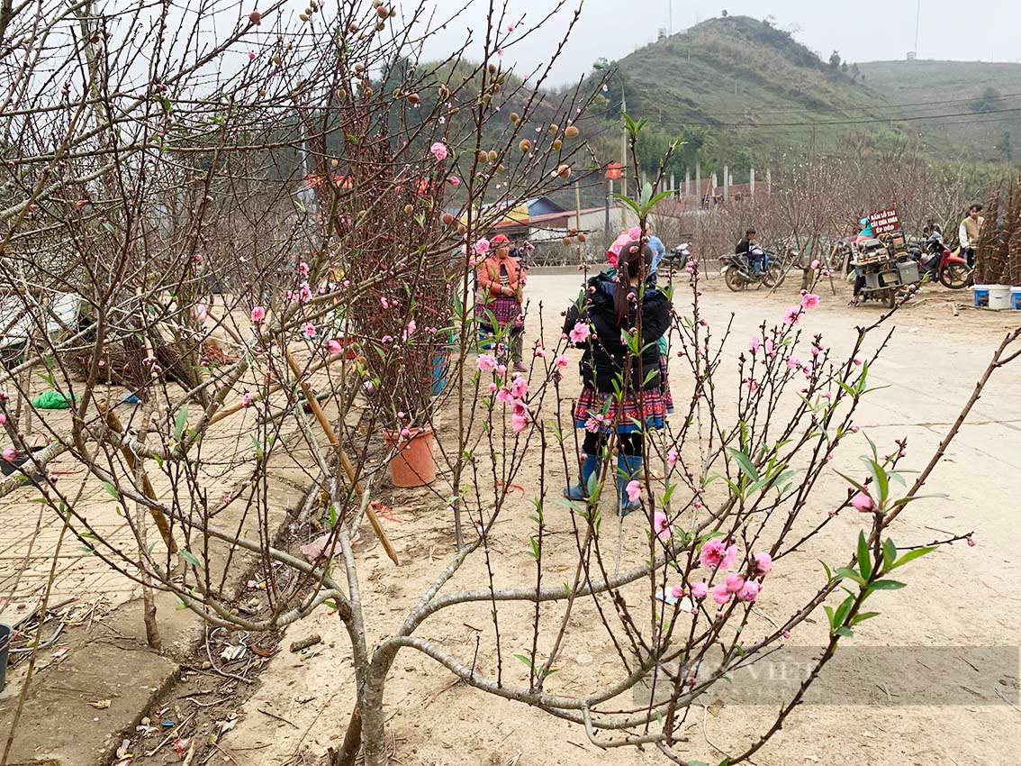 Du khách choáng với giá cây đào lên tới 10 triệu đồng ở Vân Hồ, tỉnh Sơn La - Ảnh 1.