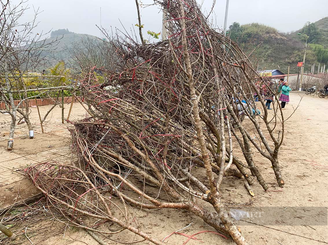 Du khách choáng với giá cây đào lên tới 10 triệu đồng ở Vân Hồ, tỉnh Sơn La - Ảnh 2.