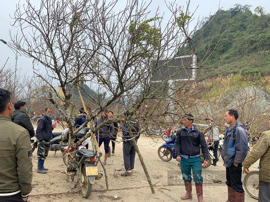 Du khách choáng với giá cây đào lên tới 10 triệu đồng ở Vân Hồ, tỉnh Sơn La - Ảnh 3.