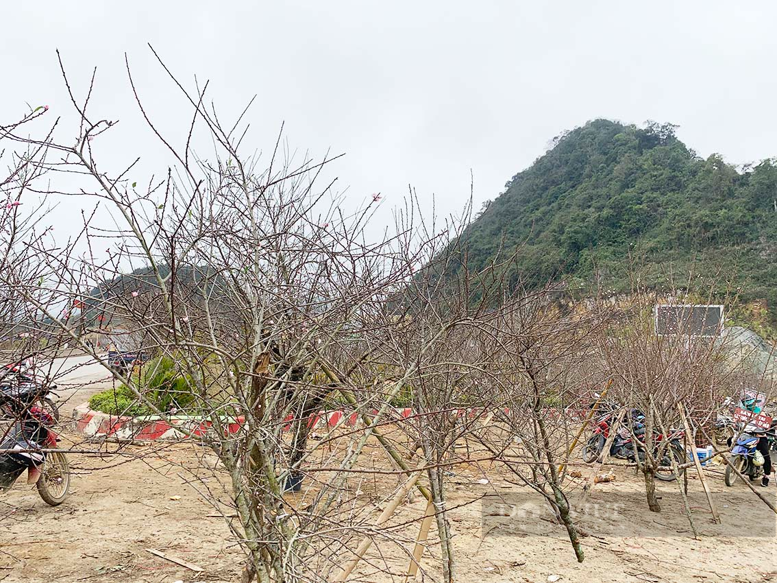 Du khách choáng với giá cây đào lên tới 10 triệu đồng ở Vân Hồ, tỉnh Sơn La - Ảnh 4.
