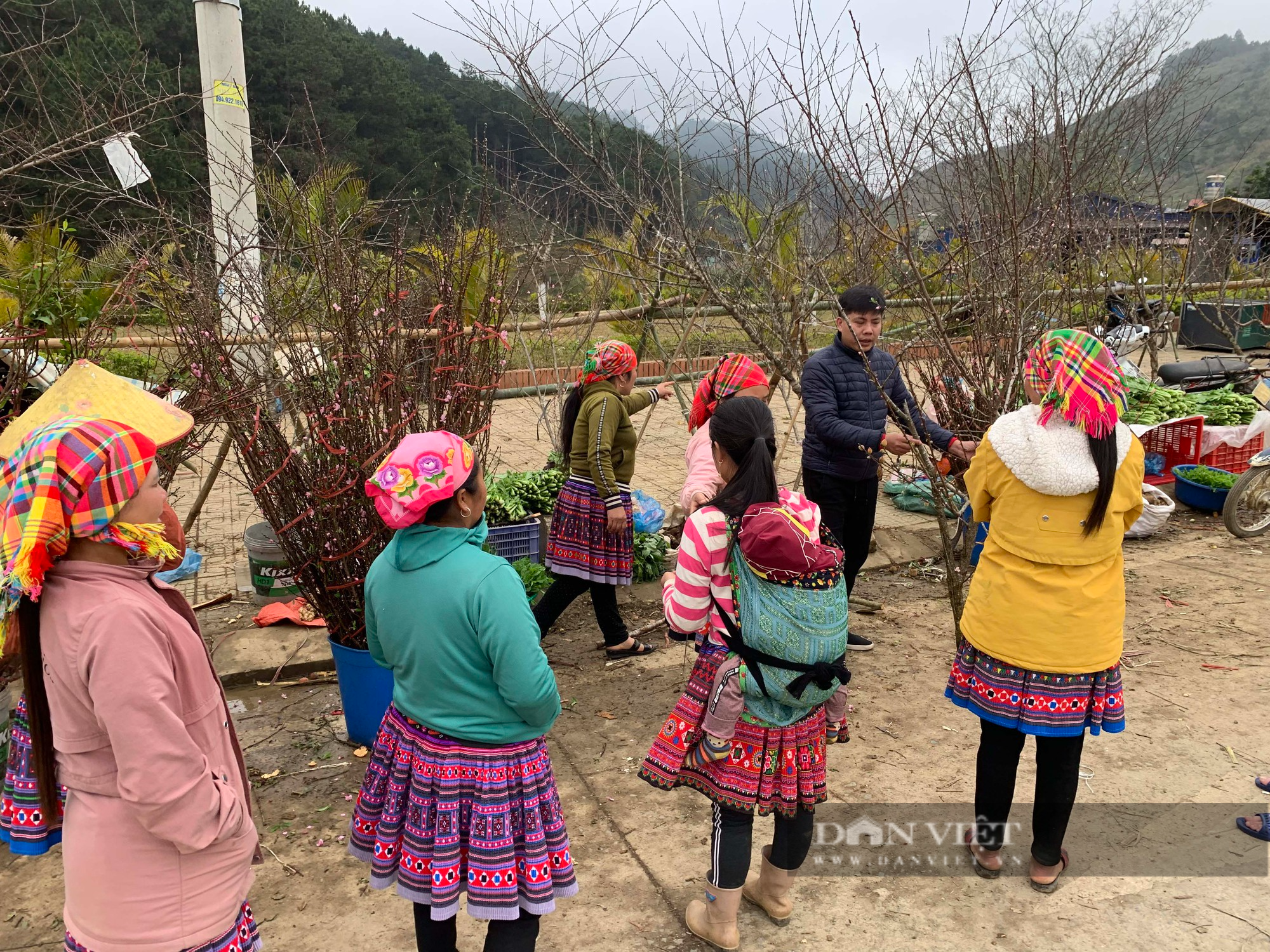 Du khách choáng với giá cây đào lên tới 10 triệu đồng ở Vân Hồ, tỉnh Sơn La - Ảnh 10.