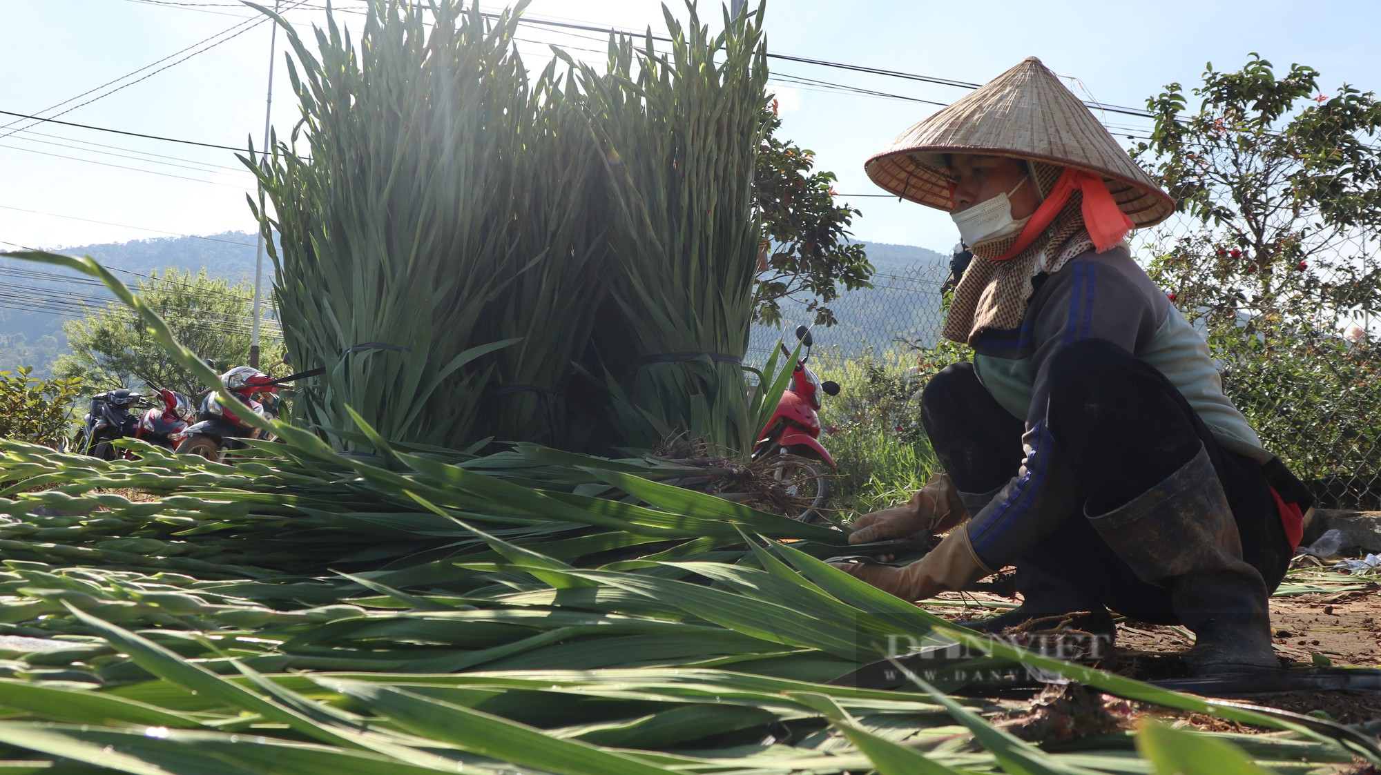 Hoa nở muộn, sản lượng giảm 20% nhưng người dân thủ phủ hoa lay ơn lớn nhất nước vẫn vui vì điều này - Ảnh 2.