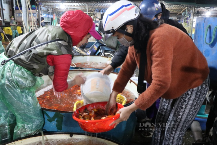 Chợ cá lớn nhất Hà Nội nhộn nhịp ngày ông Công ông Táo: Giá rẻ hơn năm trước cả chục lần - Ảnh 3.
