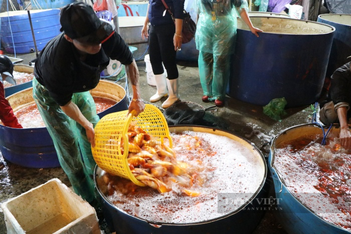 Chợ cá lớn nhất Hà Nội nhộn nhịp ngày ông Công ông Táo: Giá rẻ hơn năm trước cả chục lần - Ảnh 4.