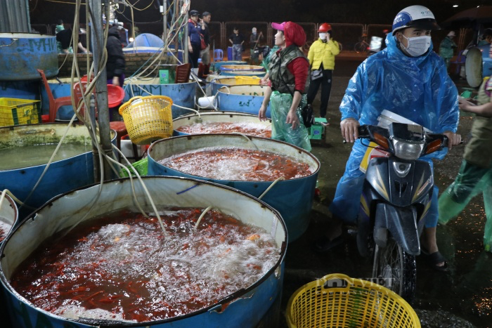 Chợ cá lớn nhất Hà Nội nhộn nhịp ngày ông Công ông Táo: Giá rẻ hơn năm trước cả chục lần - Ảnh 5.