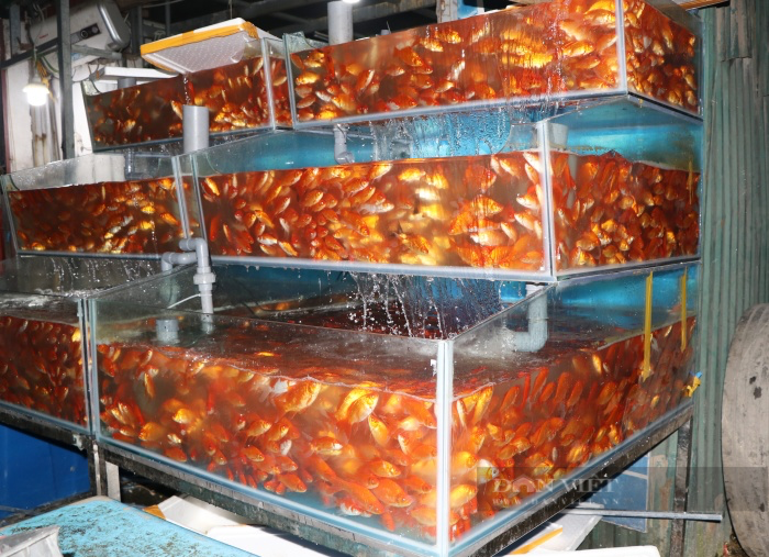 Chợ cá lớn nhất Hà Nội nhộn nhịp ngày ông Công ông Táo: Giá rẻ hơn năm trước cả chục lần - Ảnh 7.