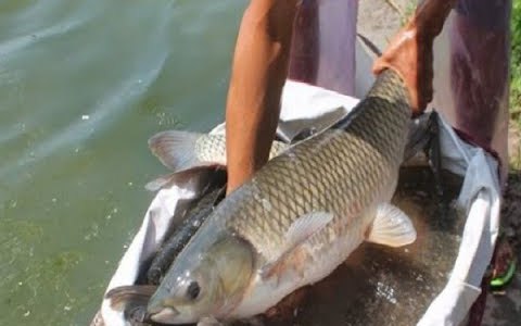 Nuôi loài cá to bự chỉ ăn rau, cỏ, sau 8 tháng, cứ 1ha nông dân Hưng Yên bắt bán 22 tấn