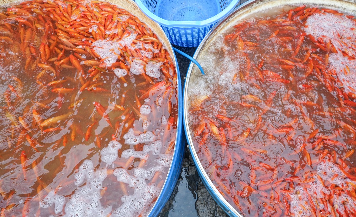 Chợ cá Yên Sở ở Hà Nội tấp nập gần ngày cúng ông Công ông Táo - Ảnh 10.