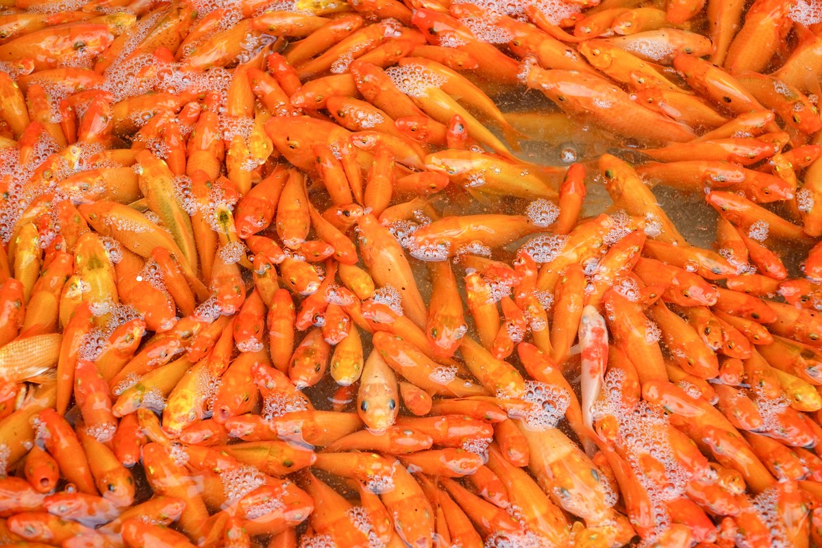 Chợ cá Yên Sở ở Hà Nội tấp nập gần ngày cúng ông Công ông Táo - Ảnh 12.