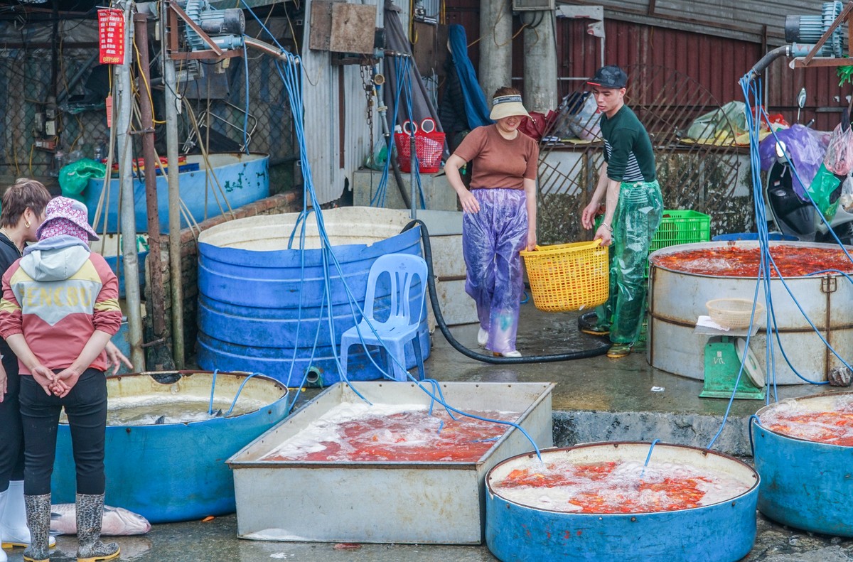 Chợ cá Yên Sở ở Hà Nội tấp nập gần ngày cúng ông Công ông Táo - Ảnh 8.