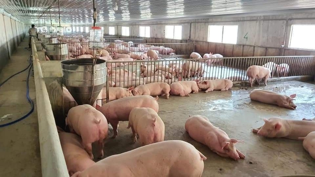 Giá lợn hơi đầu tháng tiếp đà giảm, báo động khi liên tục lập đáy mới - Ảnh 2.