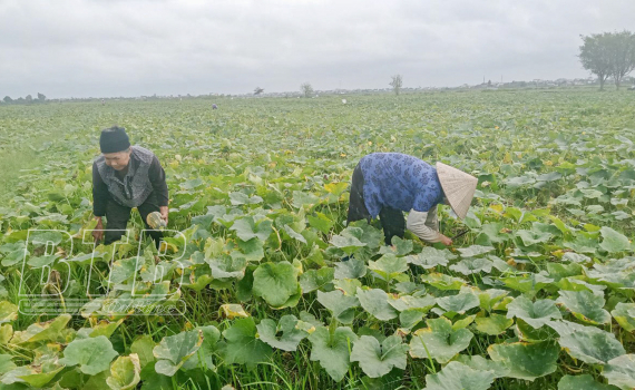 Đây là loại cây bò khắp ruộng ra quả ngon, ăn bổ dưỡng, nông dân Thái Bình cắt lên là bán hết sạch - Ảnh 1.