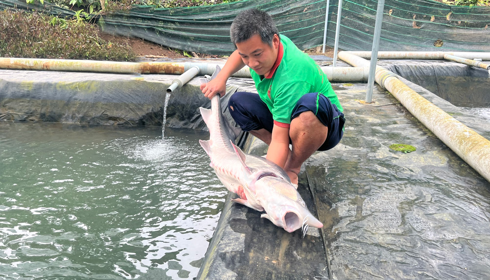 Nuôi cá nước lạnh thu tiền tỷ ở Lâm Đồng, vác con cá to bự lên ai trông thấy cũng trầm trồ - Ảnh 1.