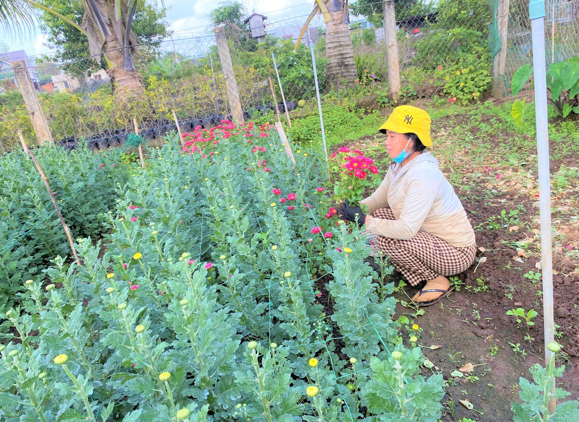 Thời tiết thất thường, nông dân trồng hoa Đắk Lắk phập phồng không yên - Ảnh 5.