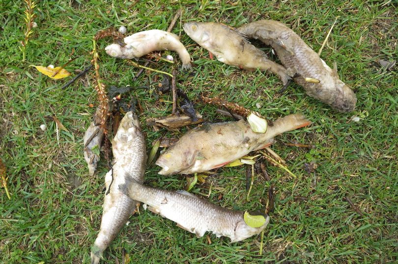 Công ty ở Anh xả thải ra sông suốt gần 1 ngày, làm chết 5.000 con cá - Ảnh 1.