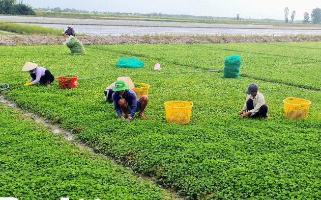 Ở vùng này của Bạc Liêu, nông dân trồng loại rau bổ dưỡng gì mà lãi cao gấp 5 lần sạ lúa?