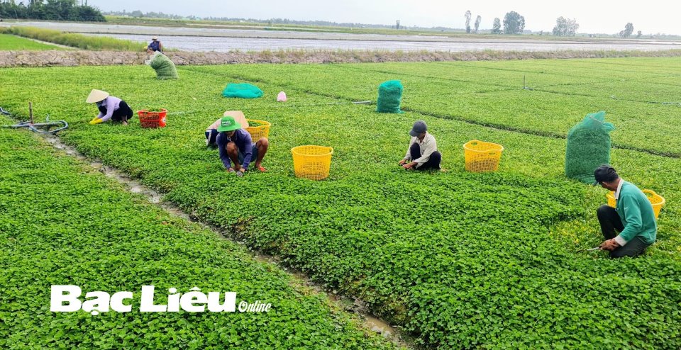 Ở vùng này của Bạc Liêu, nông dân trồng loại rau bổ dưỡng gì mà lãi cao gấp 5 lần sạ lúa? - Ảnh 1.