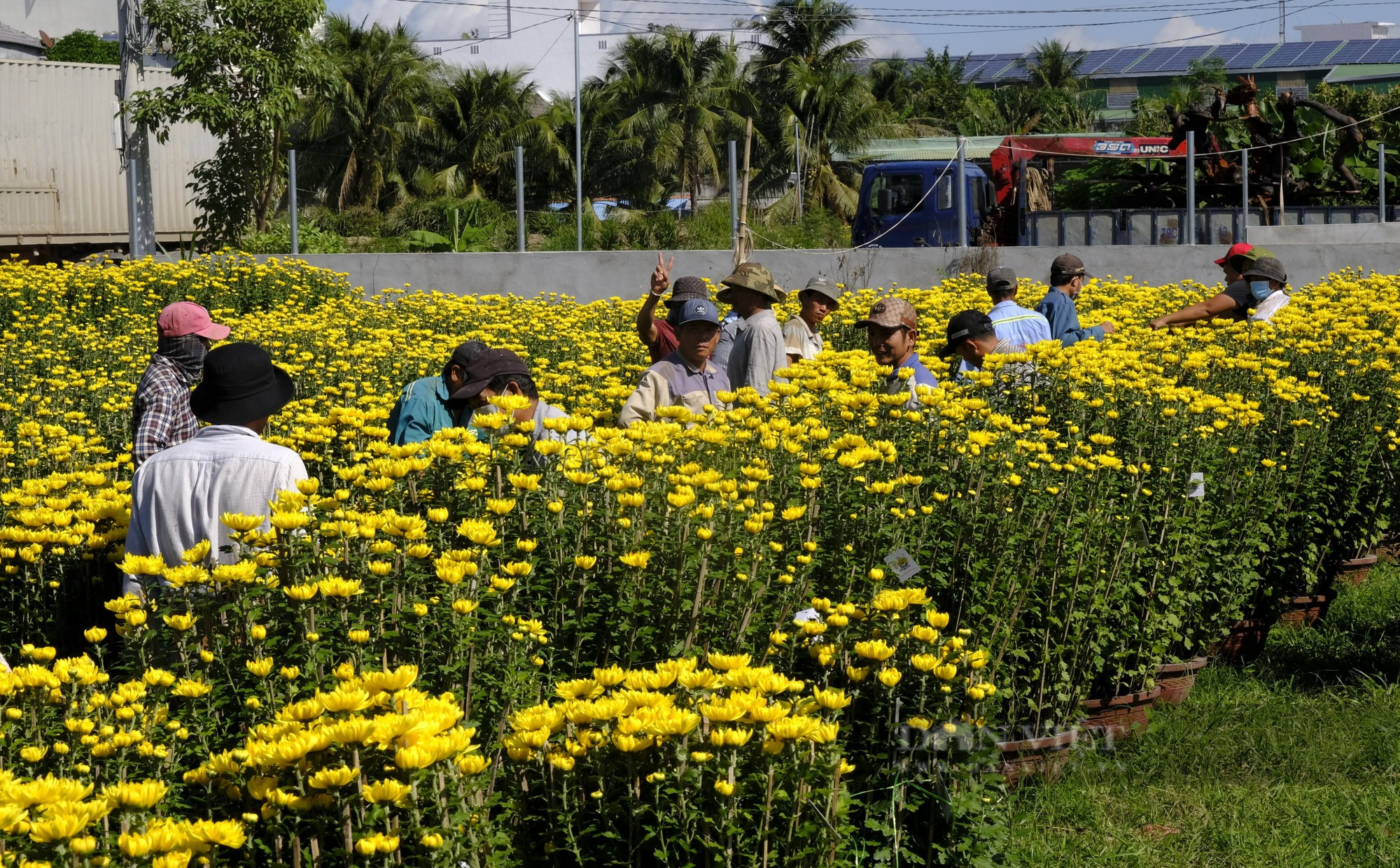 Cận Tết, thủ phủ hoa cúc lớn nhất Khánh hòa cháy hàng - Ảnh 1.