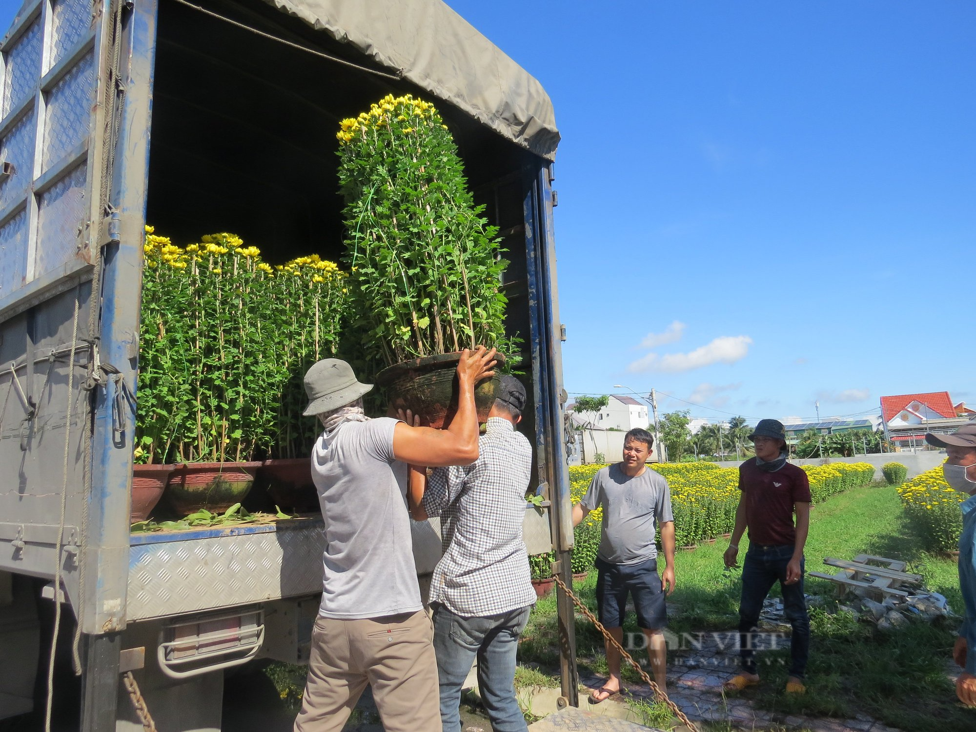 Cận Tết, thủ phủ hoa cúc lớn nhất Khánh hòa cháy hàng - Ảnh 2.