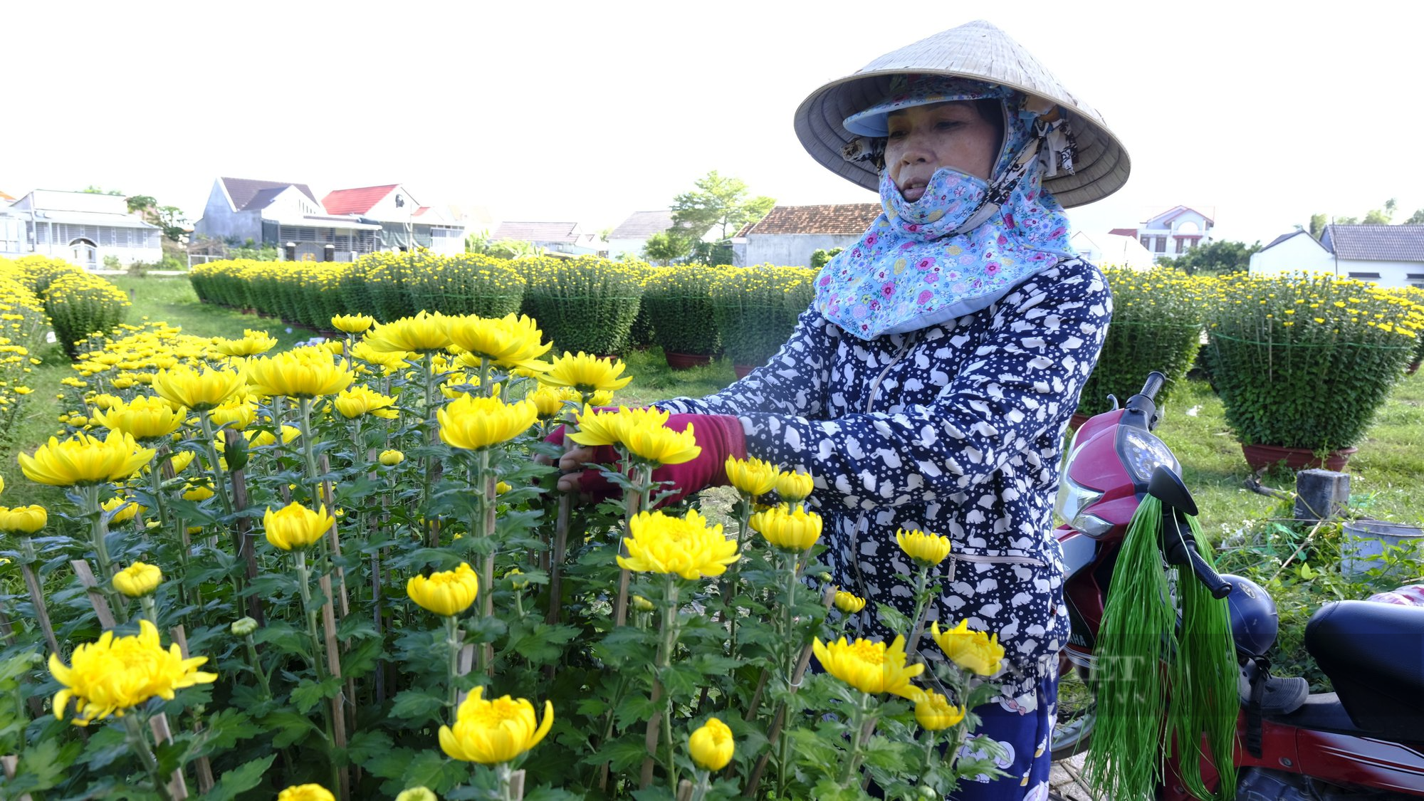 Cận Tết, thủ phủ hoa cúc lớn nhất Khánh hòa cháy hàng - Ảnh 4.