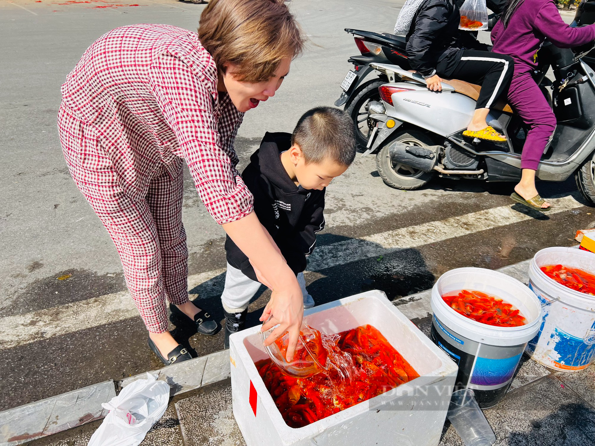 Chuyện hiếm gặp ngày ông Công, ông Táo ở Hà Nội: Thu gom toàn bộ cá vàng thả xuống hồ Tây - Ảnh 3.