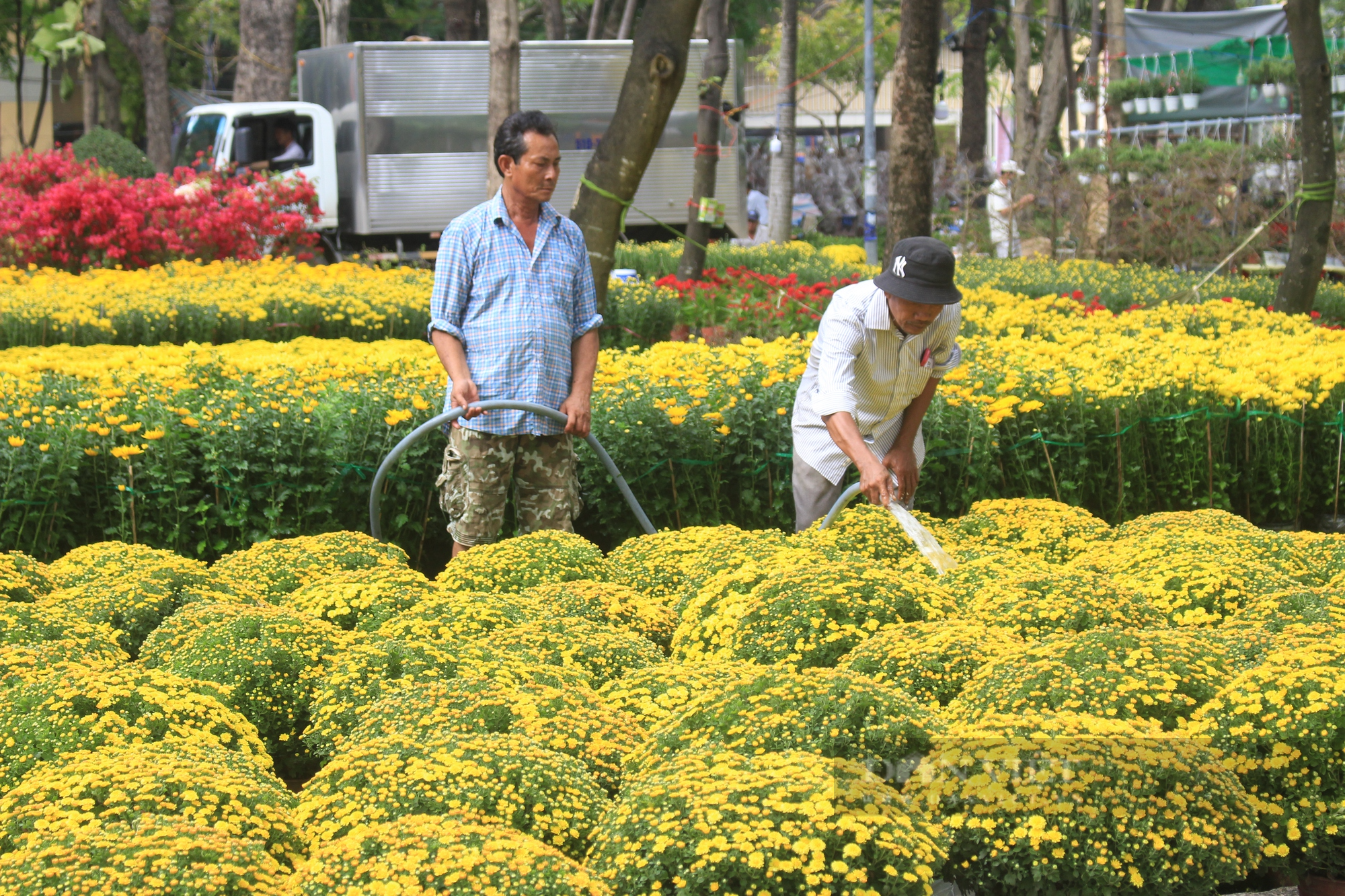 ẢNH: Hoa kiểng vừa xuống chợ hoa xuân, người Sài Gòn rinh về chơi Tết sớm - Ảnh 1.