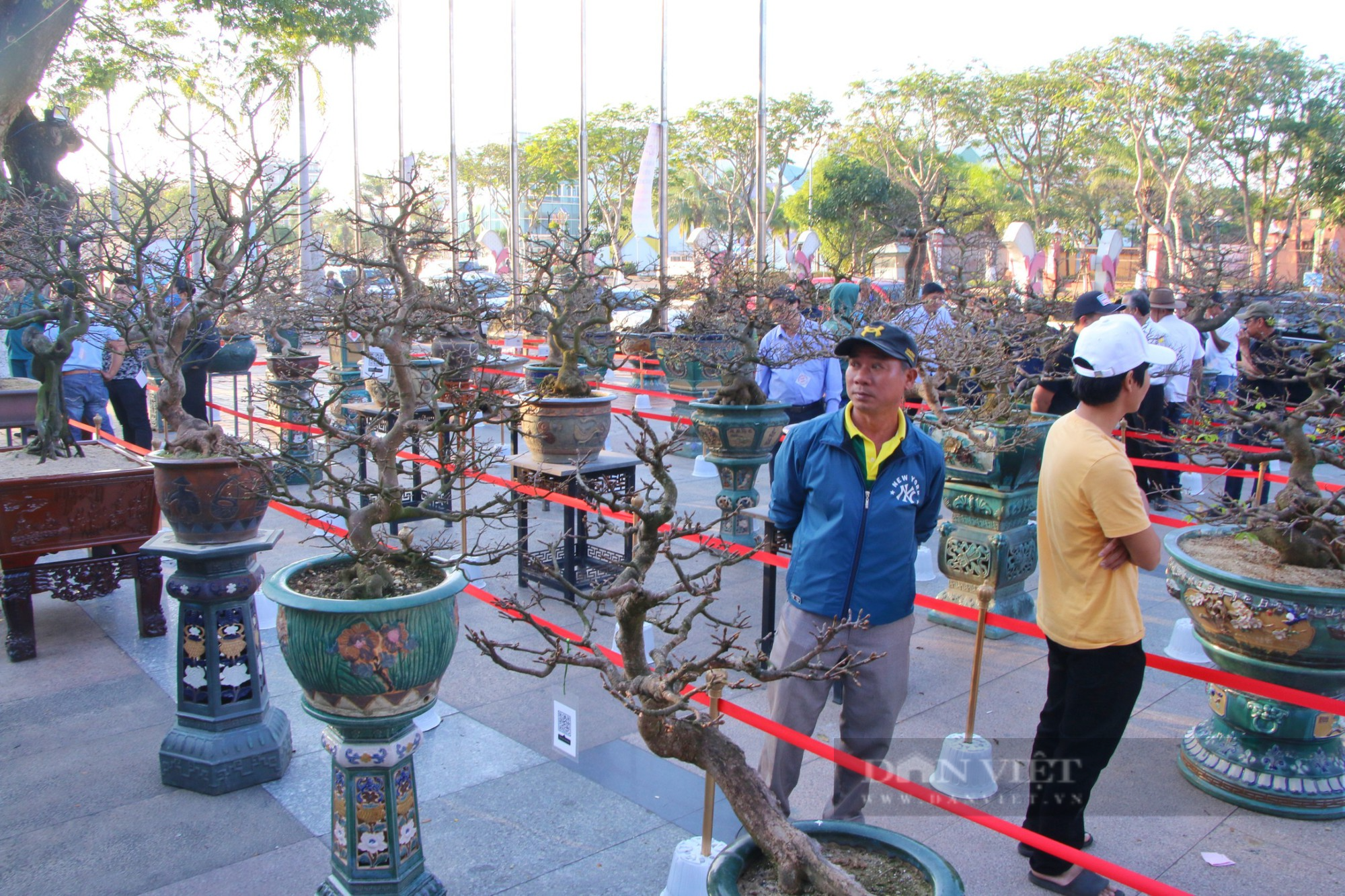 &quot;Mai tuyển&quot; trăm triệu khoe sắc tại Đà Nẵng - Ảnh 1.