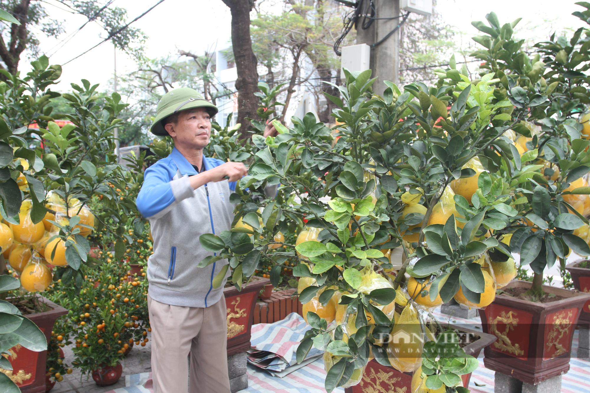 Thái Nguyên: Thị trường hoa cây cảnh sôi động những ngày giáp Tết - Ảnh 3.