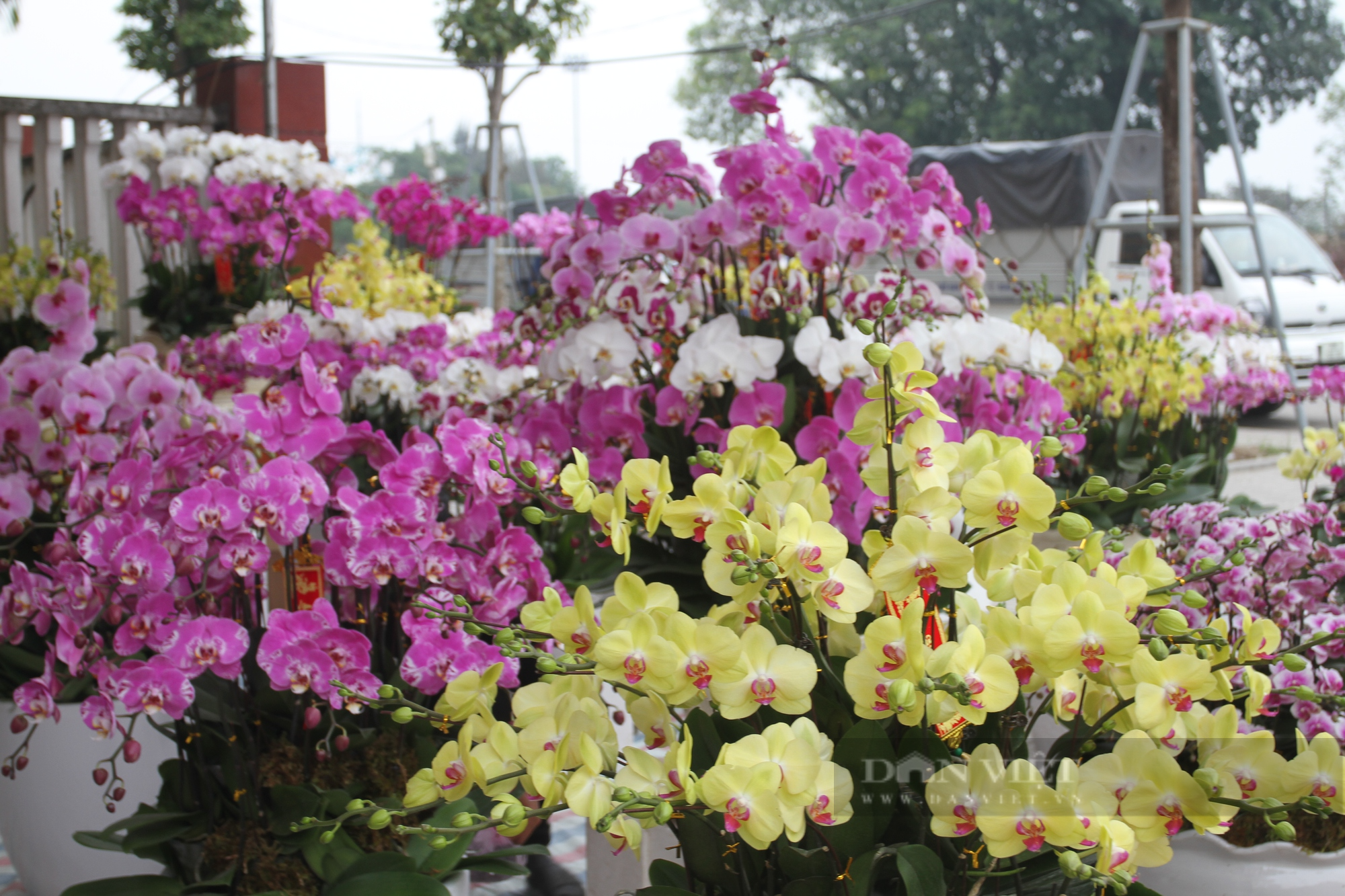 Thái Nguyên: Thị trường hoa cây cảnh sôi động những ngày giáp Tết - Ảnh 10.