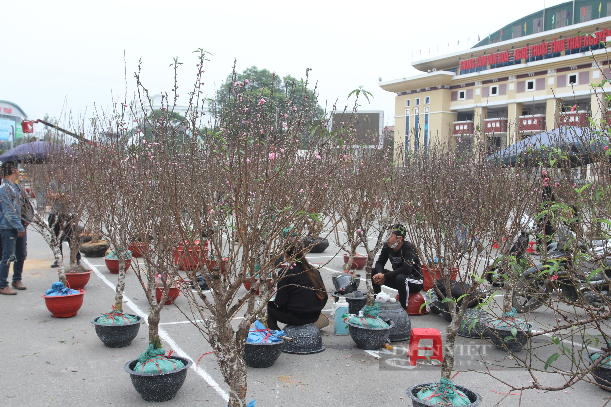 Thái Nguyên: Thị trường hoa cây cảnh sôi động những ngày giáp Tết - Ảnh 2.