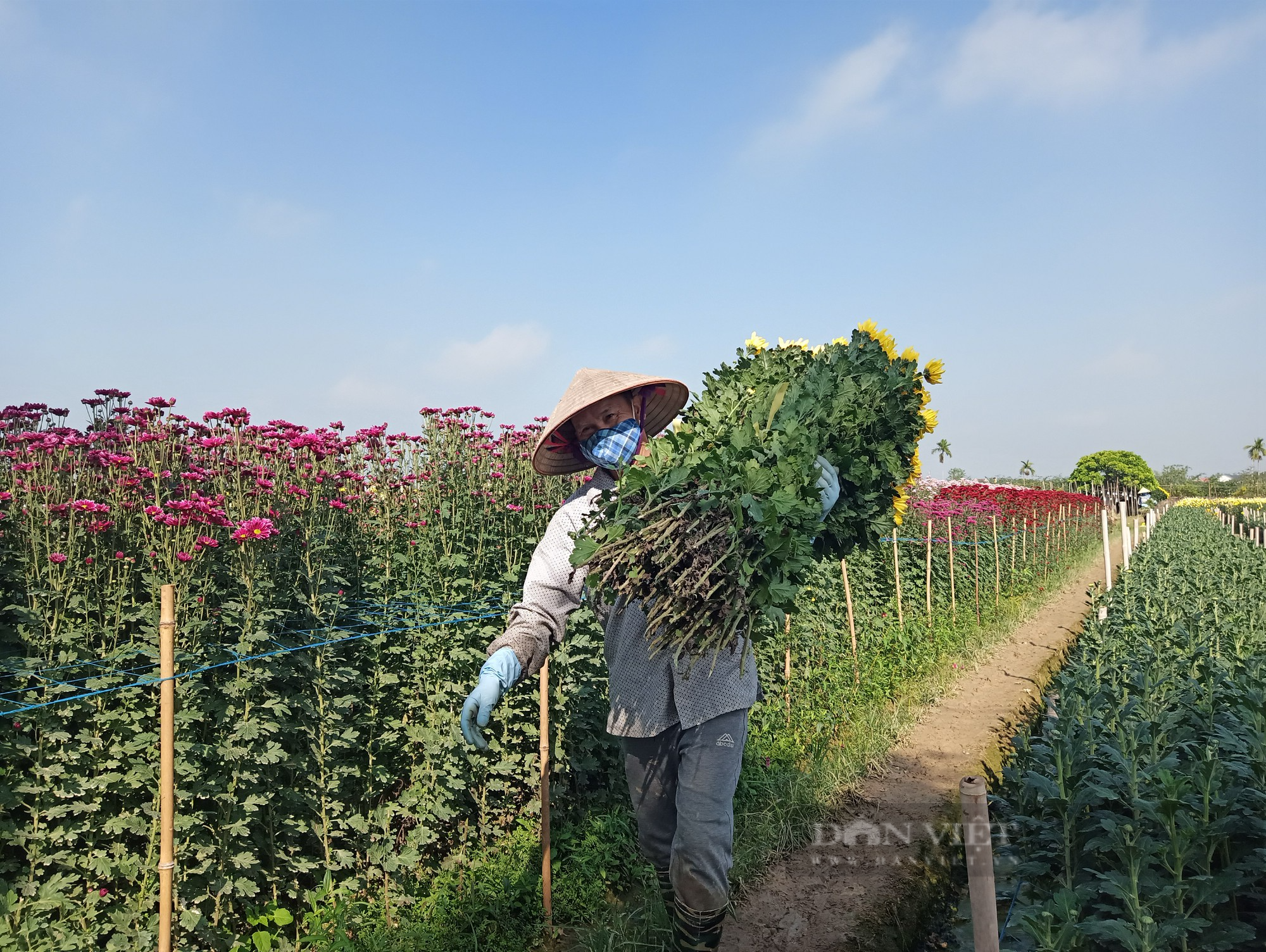 Làng hoa rực rỡ sắc xuân nhất ở Hải Dương vào vụ hoa Tết - Ảnh 2.