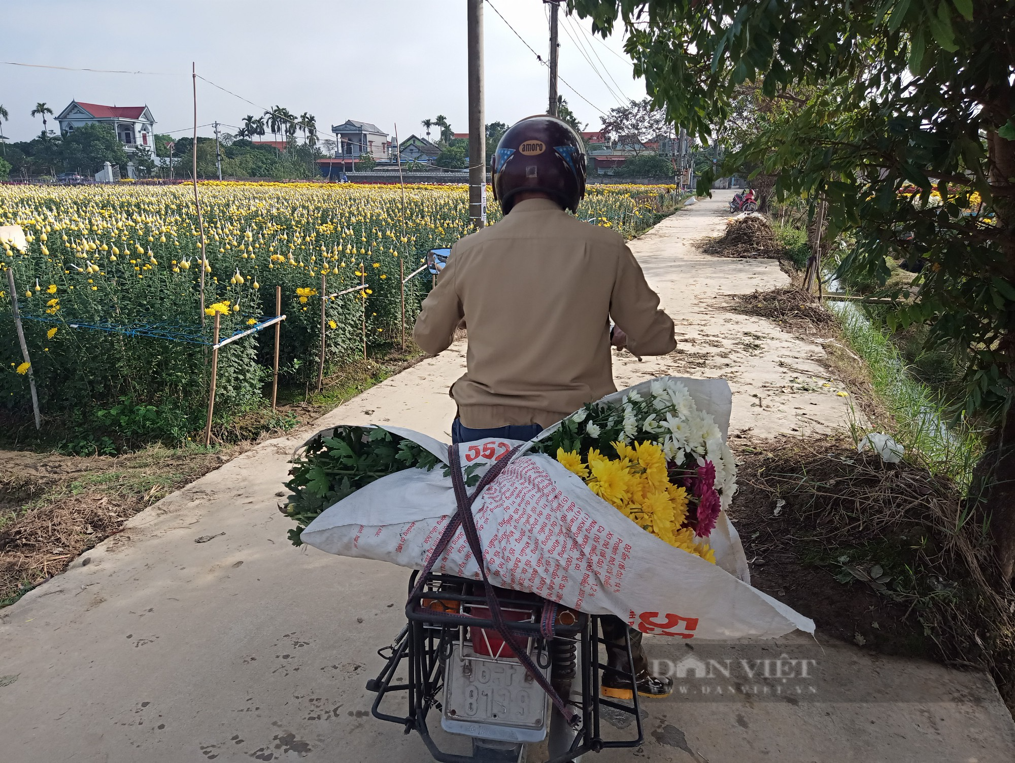 Làng hoa rực rỡ sắc xuân nhất ở Hải Dương vào vụ hoa Tết - Ảnh 9.