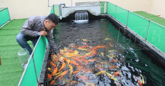 陸上に池を作って鯉を育てるのは日本の漁業、タイのビンマンは大金を稼ぐ