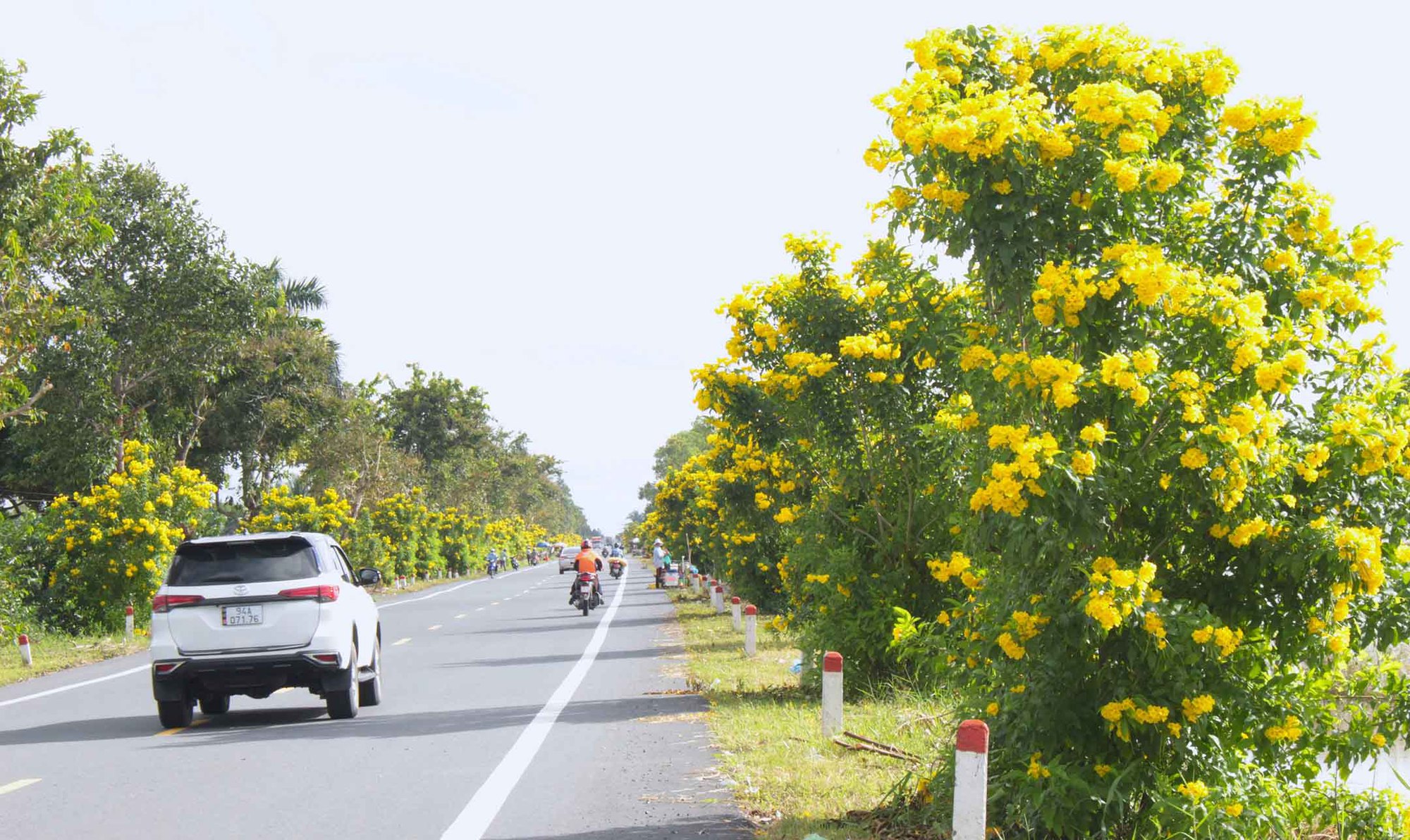 Tuyến đường hoa nông thôn mới trồng hoàng yến ở Hậu Giang, chụp ảnh, quay phim qua gương ô tô, xe máy đẹp như phim - Ảnh 1.