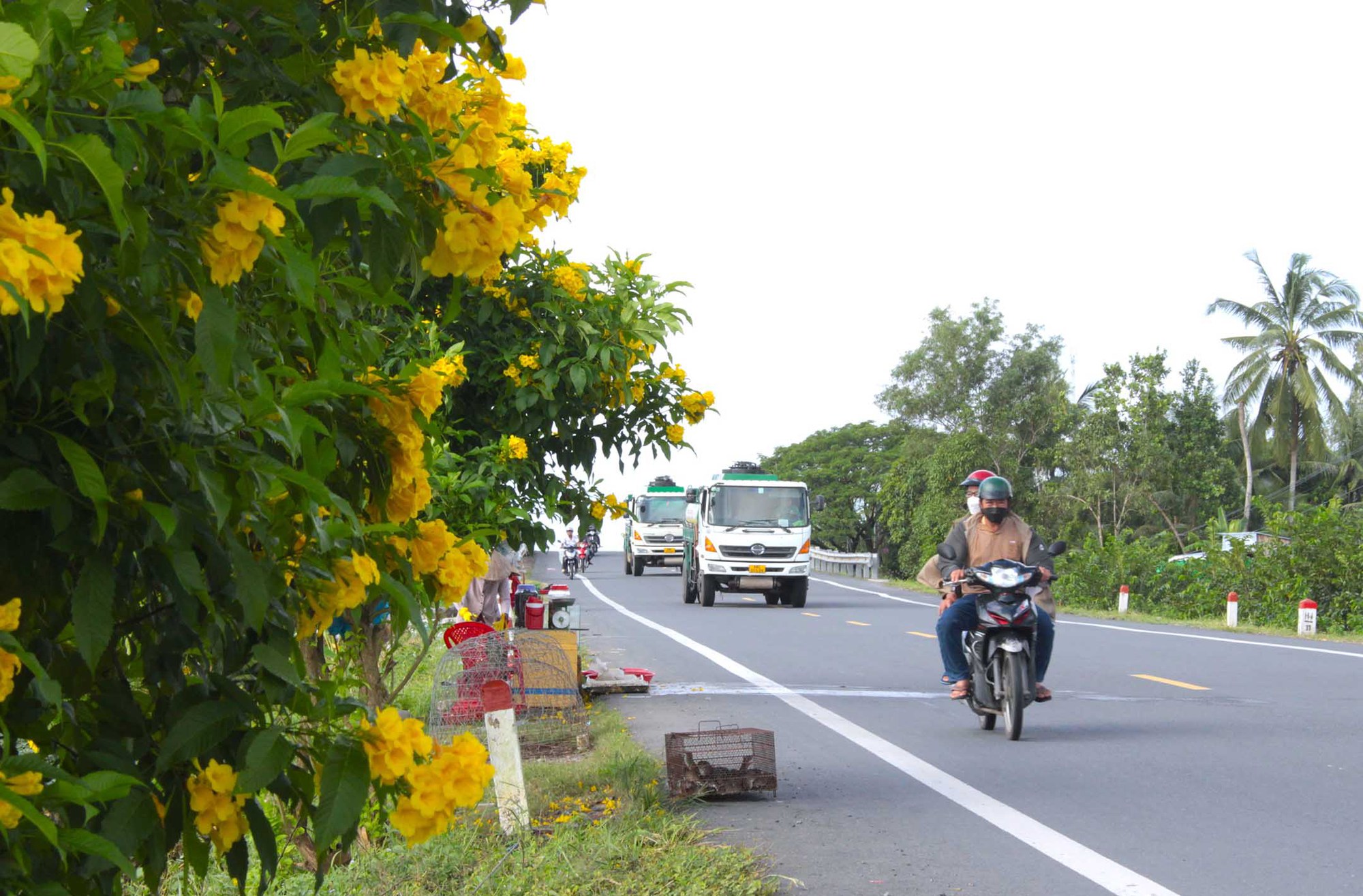 Tuyến đường hoa nông thôn mới trồng hoàng yến ở Hậu Giang, chụp ảnh, quay phim qua gương ô tô, xe máy đẹp như phim - Ảnh 2.