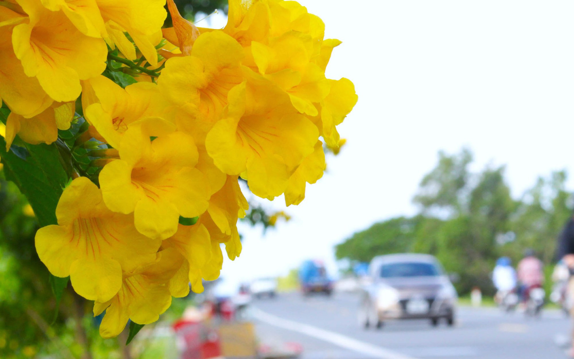 Tuyến đường hoa nông thôn mới trồng hoàng yến ở Hậu Giang, chụp ảnh, quay phim qua gương ô tô, xe máy đẹp như phim