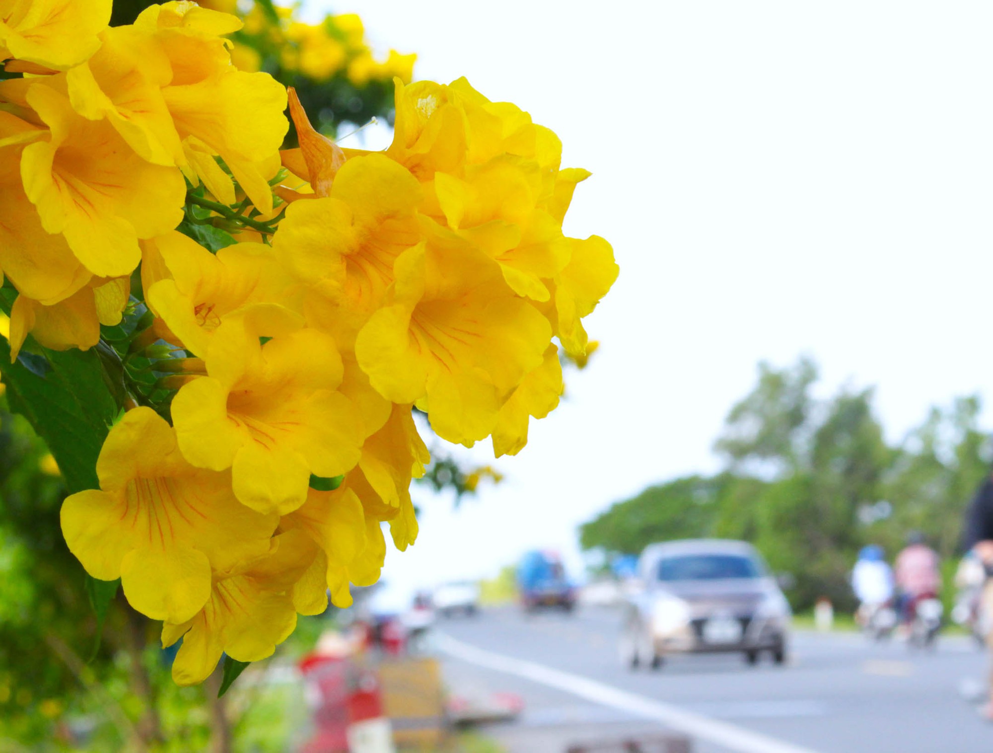 Tuyến đường hoa nông thôn mới trồng hoàng yến ở Hậu Giang, chụp ảnh, quay phim qua gương ô tô, xe máy đẹp như phim - Ảnh 4.