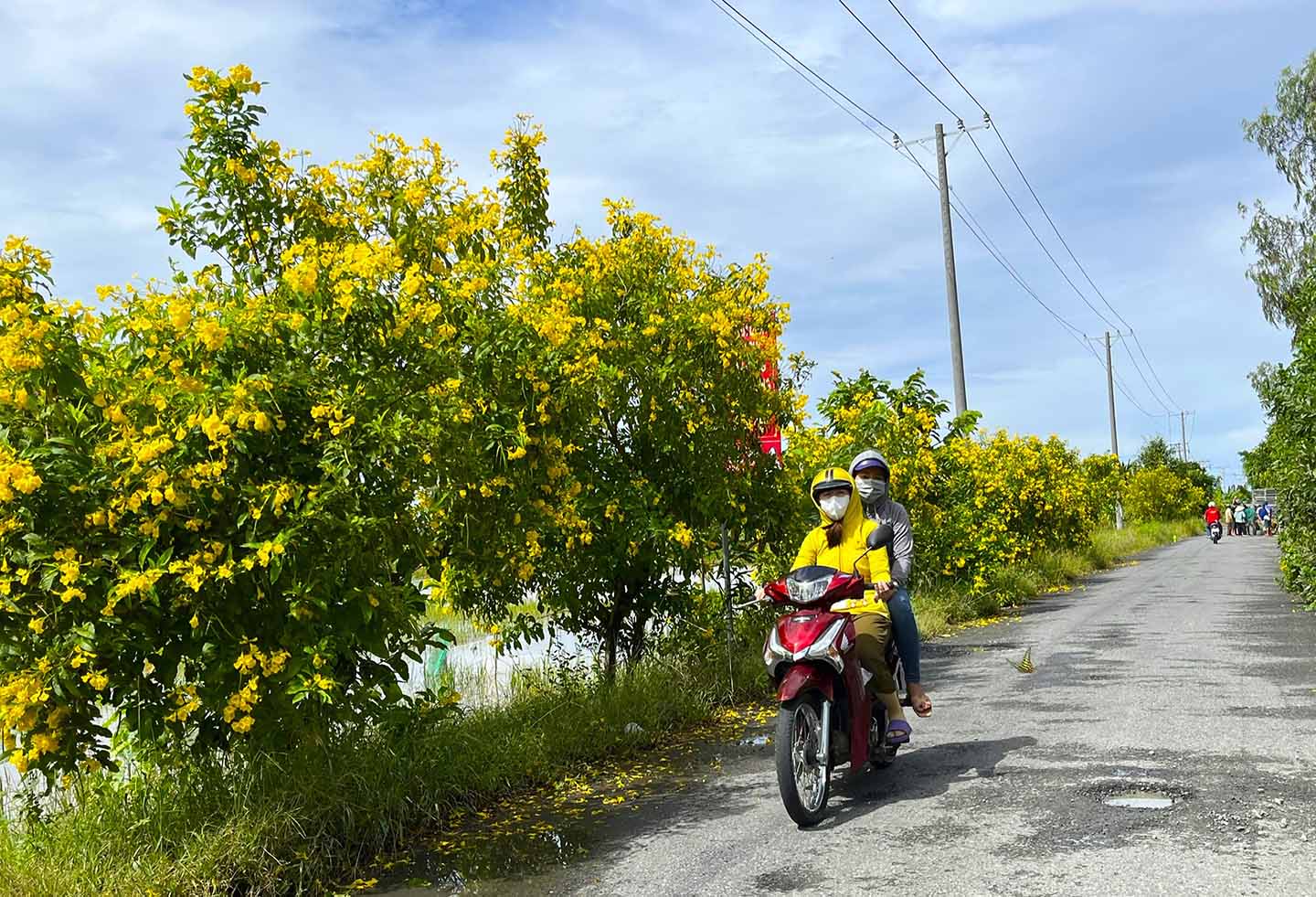 Tuyến đường hoa nông thôn mới trồng hoàng yến ở Hậu Giang, chụp ảnh, quay phim qua gương ô tô, xe máy đẹp như phim - Ảnh 7.