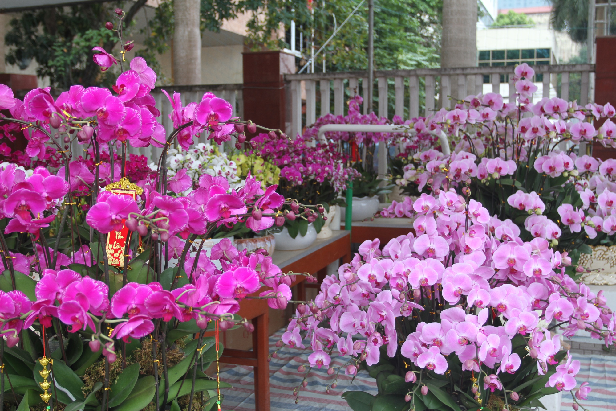 Thái Nguyên: Thị trường hoa cây cảnh sôi động những ngày giáp Tết - Ảnh 4.