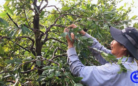 Một ông nông dân đất Tiền Giang trồng tới 10ha mai vàng, có những cây mai "khủng" giá hàng trăm triệu